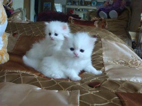 persian kittens for sale tampa fl